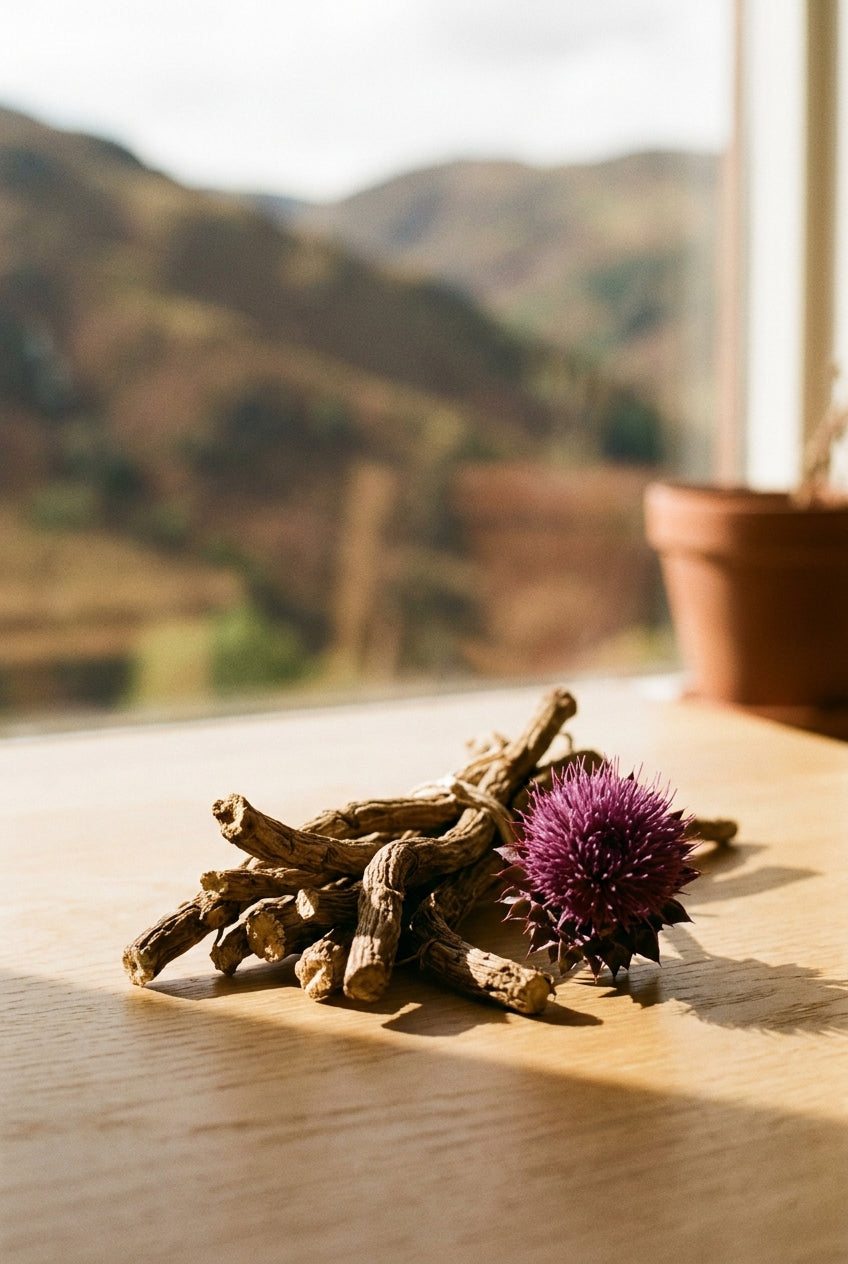 Leuzea maral root - adaptogen