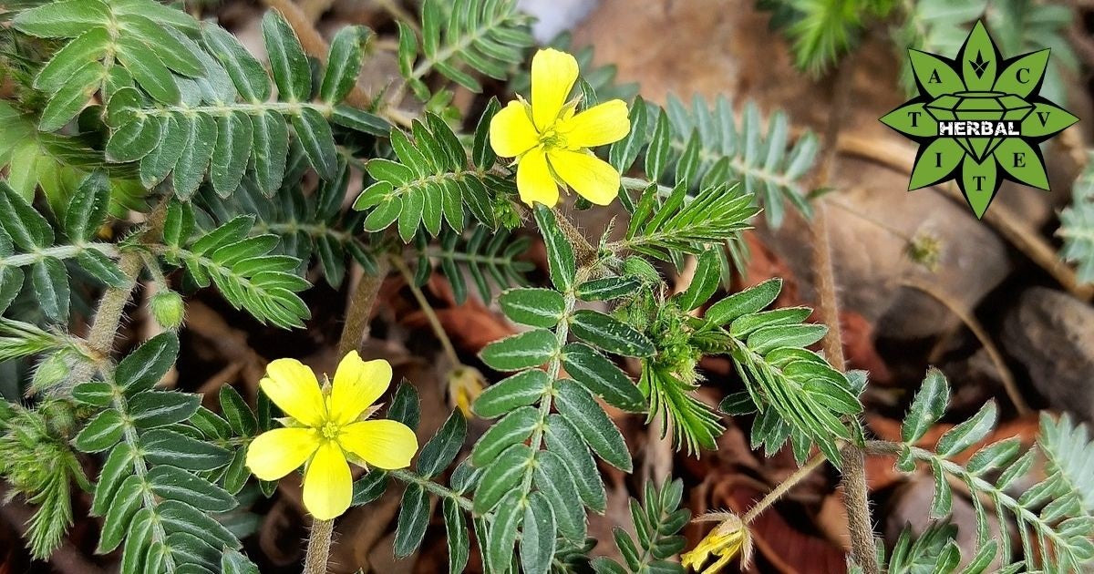 Tribulus terrestris for men's vitality
